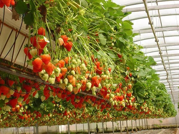 В Хасавюртовском районе начали выращивать клубнику на гидропонике | Вестник Кавказа