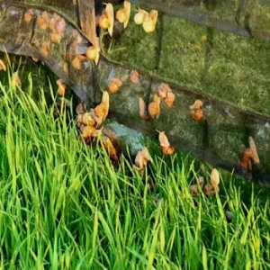 setka-dlya-ulitok-350x350