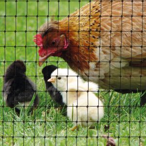 04_Aviary_Black_a1_tx25-1