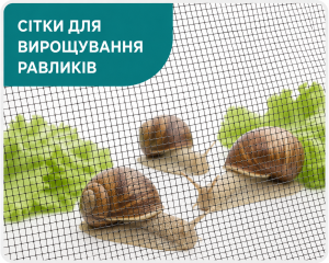 Равлики
